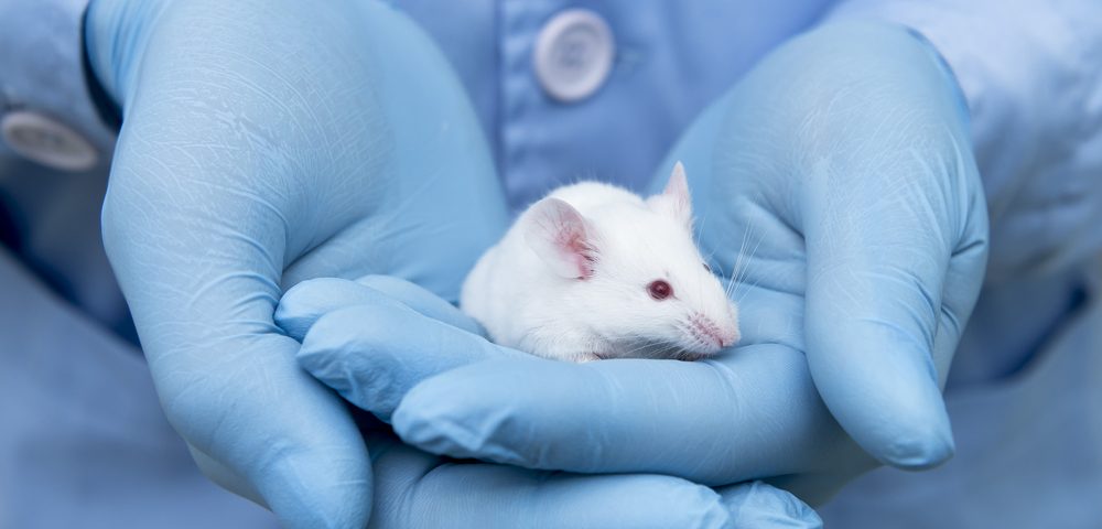 Combination of Immunotoxic Factors and Checkpoint Blocker Clears Mesothelioma in Mice, Study Reports
