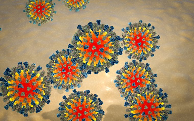 measles virus strain